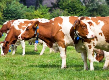 Como a Marfrig Está Elevando os Padrões de Bem-Estar Animal e Impactando o Futuro da Pecuária Sustentável