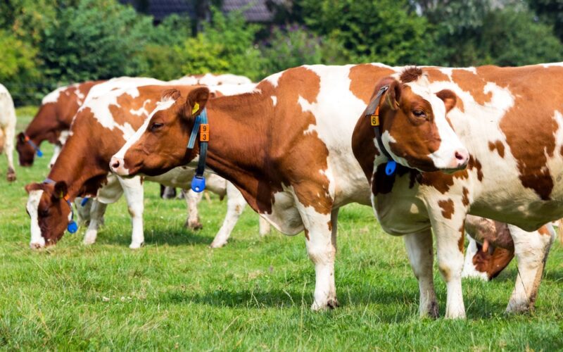 Como a Marfrig Está Elevando os Padrões de Bem-Estar Animal e Impactando o Futuro da Pecuária Sustentável