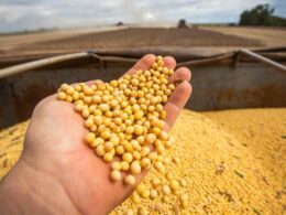 Como a Pirataria de Sementes Está Destruindo Bilhões e Transformando o Agro em um Campo de Batalha em Mato Grosso do Sul 11 como a pirataria de sementes esta destruindo bilhoes e transformando