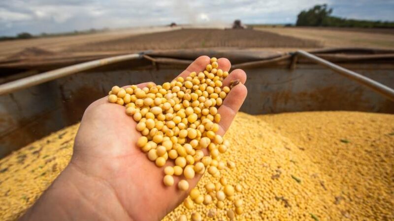 como a pirataria de sementes esta destruindo bilhoes e transformando