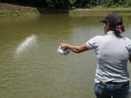 como a piscicultura esta transformando a economia da amazonia colombiana