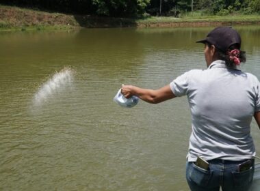 como a piscicultura esta transformando a economia da amazonia colombiana