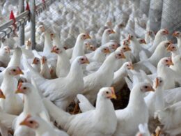 Como a Regionalização Pode Aumentar a Segurança e Crescer as Exportações de Carne de Frango para o Japão 23 Como a Regionalização Pode Aumentar a Segurança e Crescer as Exportações de Carne de Frango para o Japão