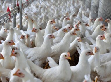 Como a Regionalização Pode Aumentar a Segurança e Crescer as Exportações de Carne de Frango para o Japão
