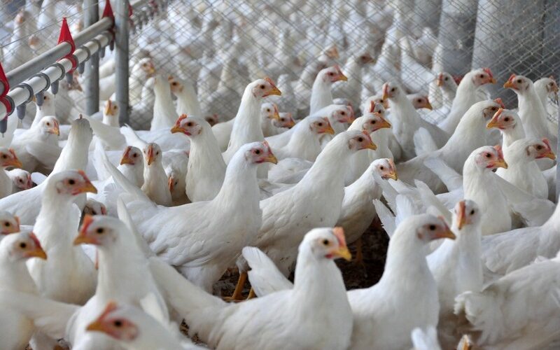 Como a Regionalização Pode Aumentar a Segurança e Crescer as Exportações de Carne de Frango para o Japão