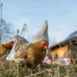 como o paraguai eleva sua producao avicola a novos altos