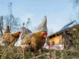 como o paraguai eleva sua producao avicola a novos altos