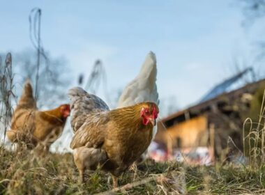 como o paraguai eleva sua producao avicola a novos altos