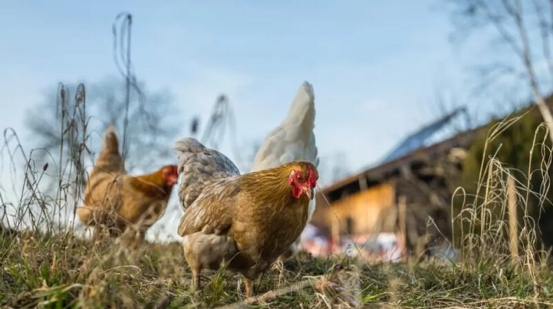 como o paraguai eleva sua producao avicola a novos altos