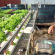 como o perifiton transforma fazendas em fortalezas de sustentabilidade peixes