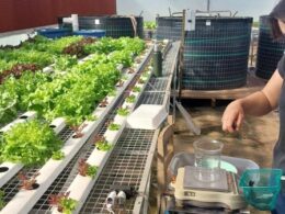 como o perifiton transforma fazendas em fortalezas de sustentabilidade peixes