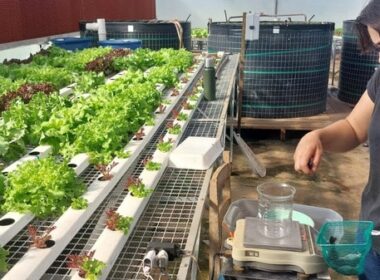 como o perifiton transforma fazendas em fortalezas de sustentabilidade peixes