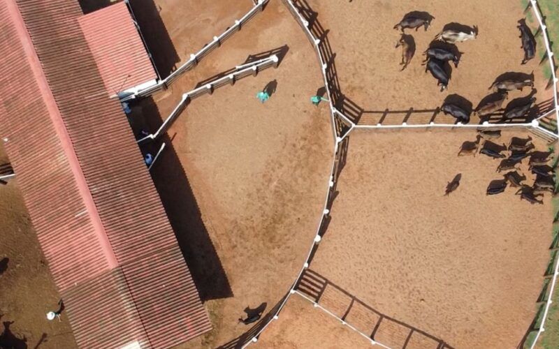 Alta rotatividade de vaqueiro na fazenda? Especialista dá dicas de como resolver isso