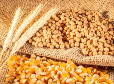 Conab projeta 353,8 milhões de toneladas em 25/26 e sinaliza abastecimento sólido e exportações mais fortes