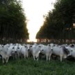 Conexão entre agricultura e pesquisa: práticas sustentáveis que impulsionam resultados na COP30