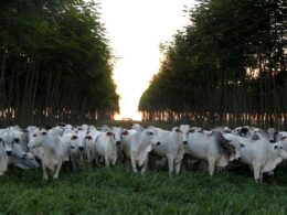 Conexão entre agricultura e pesquisa: práticas sustentáveis que impulsionam resultados na COP30 10 Conexão entre agricultura e pesquisa: práticas sustentáveis que impulsionam resultados na COP30