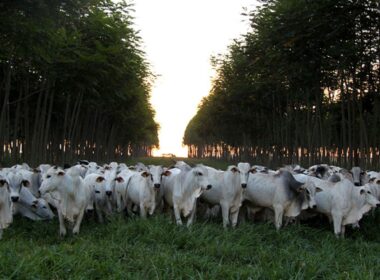 Conexão entre agricultura e pesquisa: práticas sustentáveis que impulsionam resultados na COP30