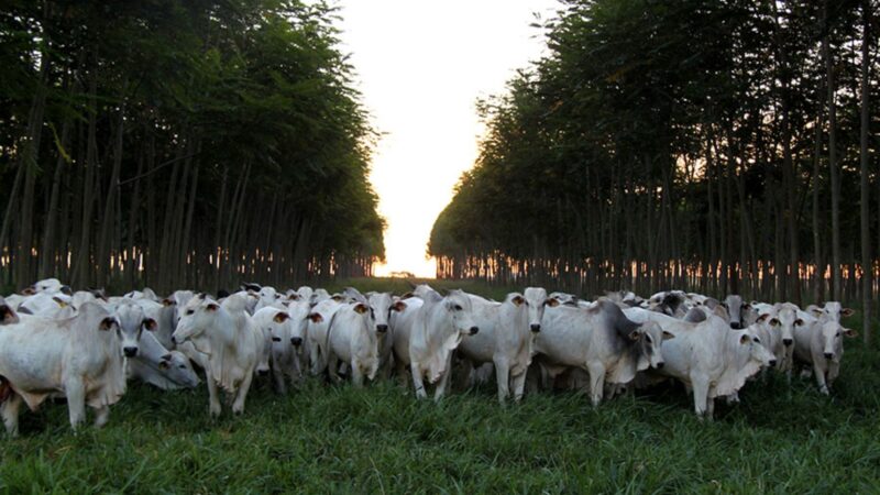 Conexão entre agricultura e pesquisa: práticas sustentáveis que impulsionam resultados na COP30