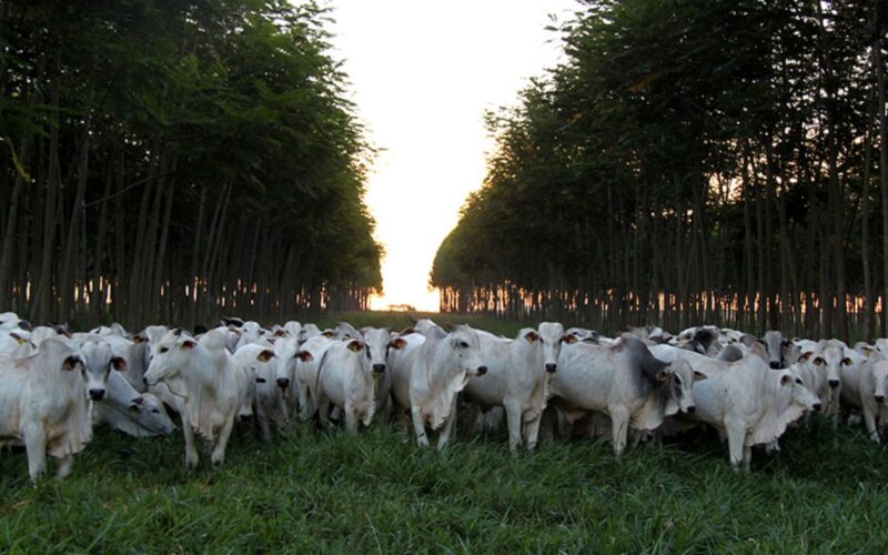 Conexão entre agricultura e pesquisa: práticas sustentáveis que impulsionam resultados na COP30