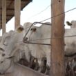 Confinamento lucrativo: Cepea revela estratégias para aumentar a rentabilidade no setor agropecuário.