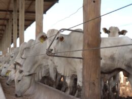 Confinamento lucrativo: Cepea revela estratégias para aumentar a rentabilidade no setor agropecuário. 18 Confinamento lucrativo: Cepea revela estratégias para aumentar a rentabilidade no setor agropecuário.