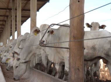 Confinamento lucrativo: Cepea revela estratégias para aumentar a rentabilidade no setor agropecuário.