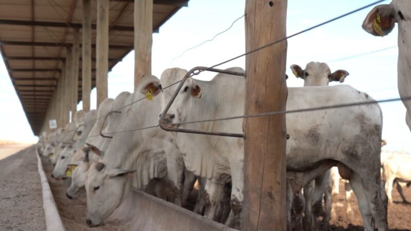 Confinamento lucrativo: Cepea revela estratégias para aumentar a rentabilidade no setor agropecuário.