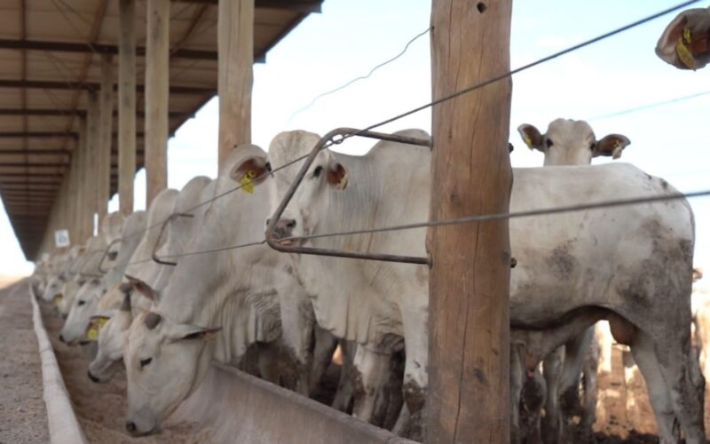 Confinamento lucrativo: Cepea revela estratégias para aumentar a rentabilidade no setor agropecuário.