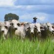 Startup mineira inova na busca de crédito rural mais barato ao pecuarista