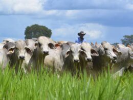 Startup mineira inova na busca de crédito rural mais barato ao pecuarista