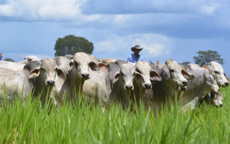 Startup mineira inova na busca de crédito rural mais barato ao pecuarista