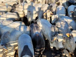 Conheça os campeões da raça Nelore na etapa de Pedra Preta (MT)