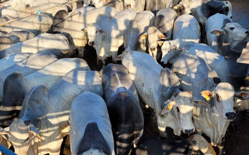 Conheça os campeões da raça Nelore na etapa de Pedra Preta (MT)