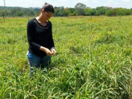 Consórcio de Capins Recupera Pastagens e Garante Silagem de Alta Qualidade Durante a Seca 22 Consórcio de Capins Recupera Pastagens e Garante Silagem de Alta Qualidade Durante a Seca