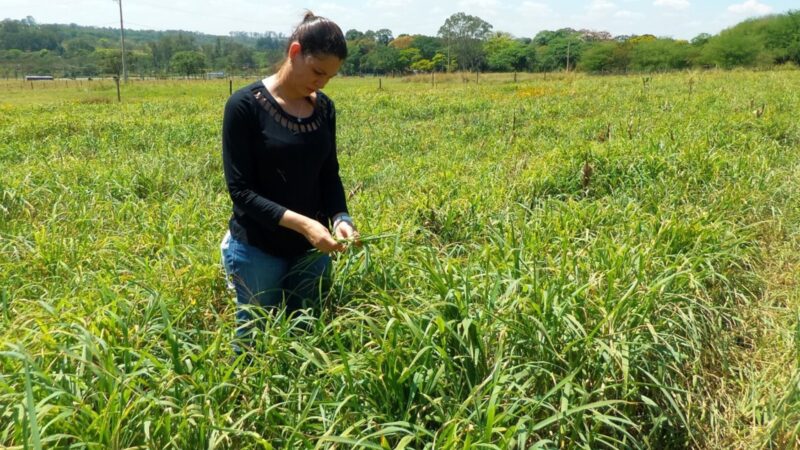 Consórcio de Capins Recupera Pastagens e Garante Silagem de Alta Qualidade Durante a Seca