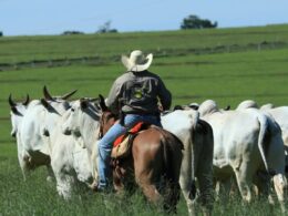 Controle sanitário eficaz na recria aumenta a rentabilidade da fazenda e garante saúde dos rebanhos. 23 Controle sanitário eficaz na recria aumenta a rentabilidade da fazenda e garante saúde dos rebanhos.