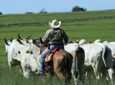 Controle sanitário eficaz na recria aumenta a rentabilidade da fazenda e garante saúde dos rebanhos.