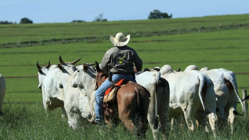 Controle sanitário eficaz na recria aumenta a rentabilidade da fazenda e garante saúde dos rebanhos.