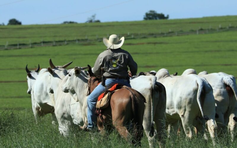 Controle sanitário eficaz na recria aumenta a rentabilidade da fazenda e garante saúde dos rebanhos.