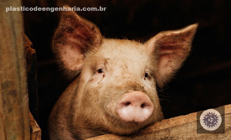 cooperacao verde transforma a producao de suinos no brasil sustentabilidade