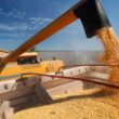 Cooperativa Coopavel alcança recepção recorde de milho, impulsionando a produção e o mercado agrícola.