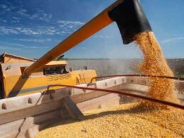 Cooperativa Coopavel alcança recepção recorde de milho, impulsionando a produção e o mercado agrícola.
