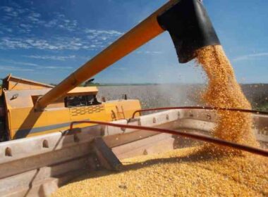 Cooperativa Coopavel alcança recepção recorde de milho, impulsionando a produção e o mercado agrícola.