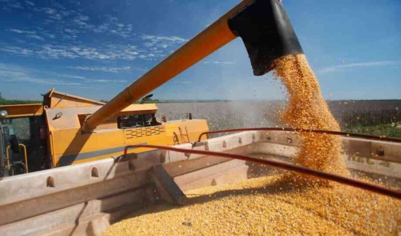 Cooperativa Coopavel alcança recepção recorde de milho, impulsionando a produção e o mercado agrícola.