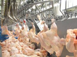 Coreia do Sul, Angola e Catar reabrem mercado para carne de aves brasileira, impulsionando exportações e expectativas do setor. 16 Coreia do Sul, Angola e Catar reabrem mercado para carne de aves brasileira, impulsionando exportações e expectativas do setor.