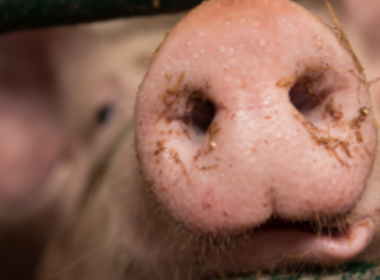 cranswick como a empresa lidera a producao de 900000 suinos