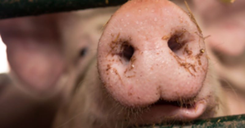 cranswick como a empresa lidera a producao de 900000 suinos