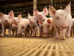cranswick fortalece lideranca global com aquisicao da jsr genetics e