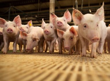 cranswick fortalece lideranca global com aquisicao da jsr genetics e