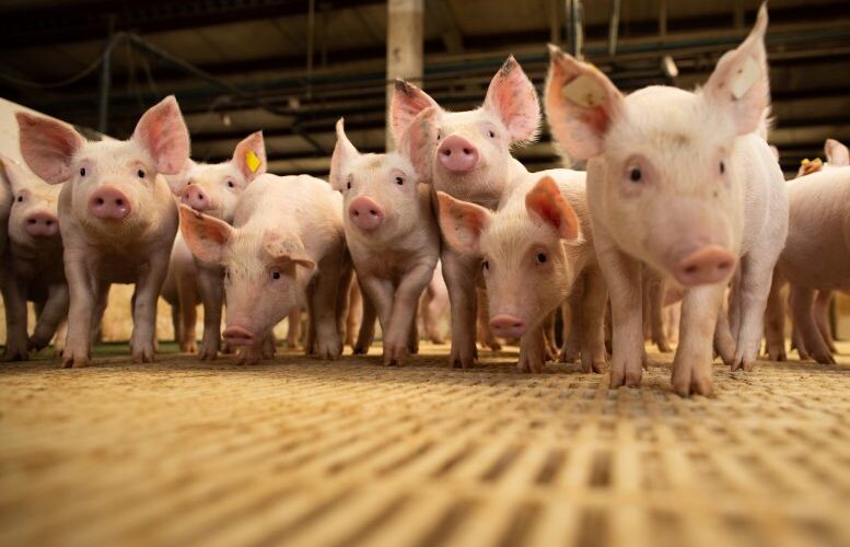 cranswick fortalece lideranca global com aquisicao da jsr genetics e